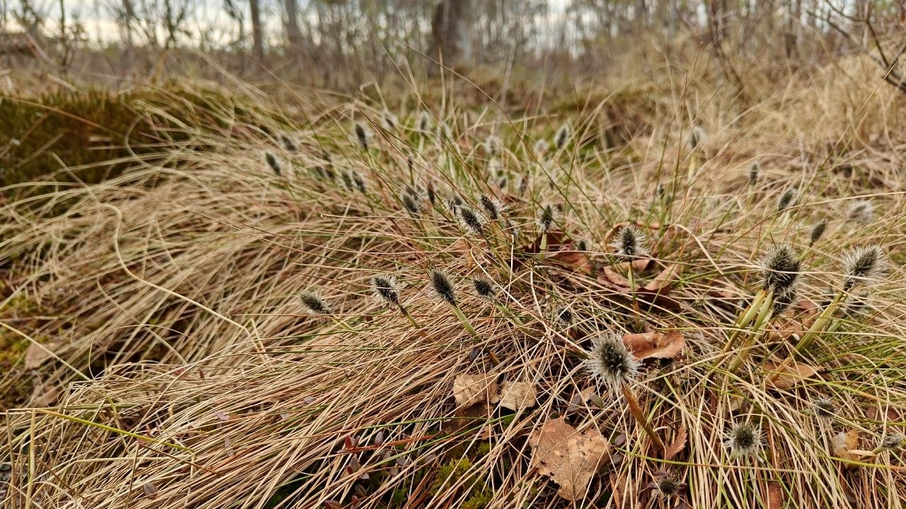 На петербургских болотах заметили распустившуюся пушицу влагалищную