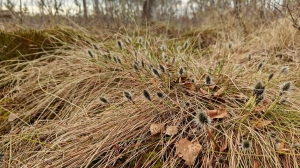 На петербургских болотах заметили распустившуюся пушицу влагалищную