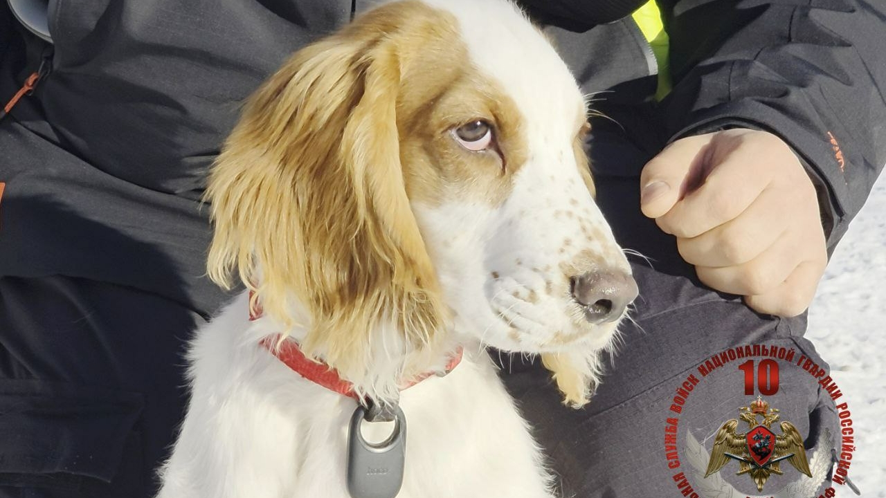 Хвостатые готовы к труду и обороне: в Петербурге собаки Росгвардии сдали служебный экзамен