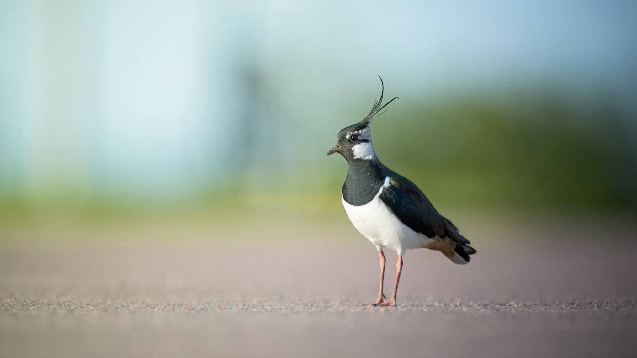 В Петербурге наступает весна под крики чибисов