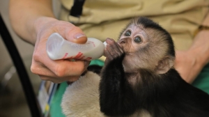 Трехмесячной малышке вандеру даст имя победитель конкурса от Ленинградского зоопарка