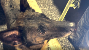 Служебные собачки обнюхали сотни машин на юго-западе Петербурга: видео