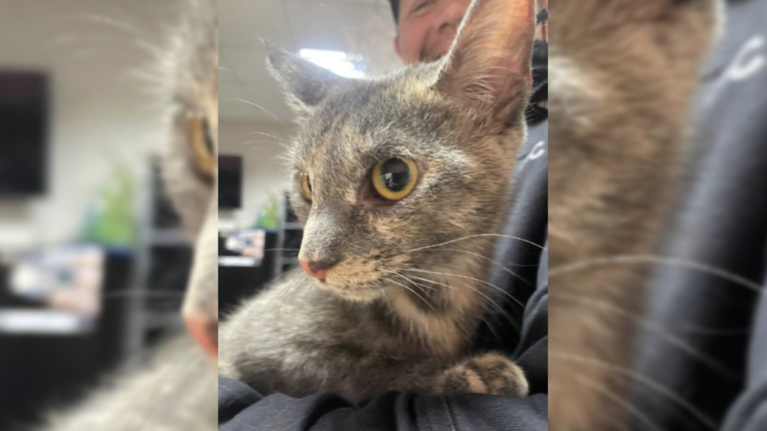 В Петербурге водитель мусоровоза спас кошку, найденную внутри старого дивана