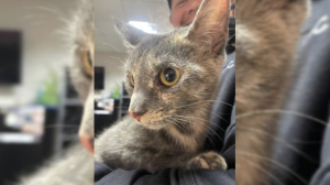 В Петербурге водитель мусоровоза спас кошку, найденную внутри старого дивана