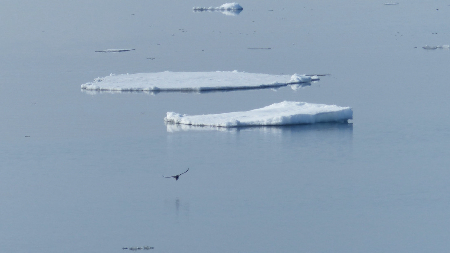 Питерские «мамонтята» спаслись с дрейфующей льдины заплывом