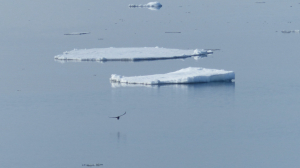 Питерские «мамонтята» спаслись с дрейфующей льдины заплывом