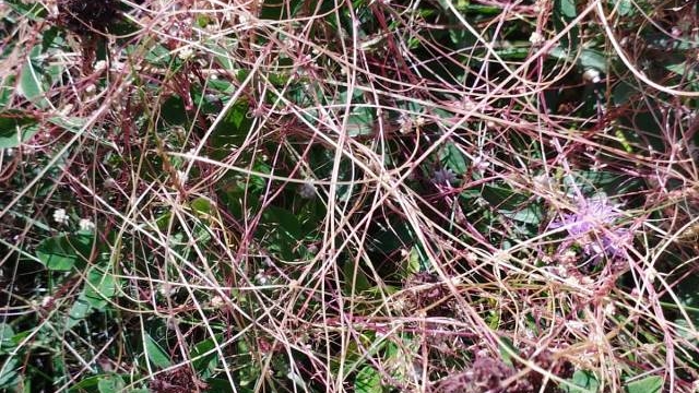 В Петербург из Индии привезли зараженные семена чиа