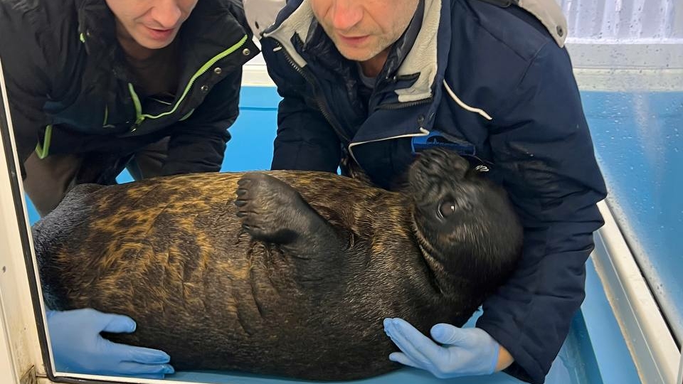 «Сардельки» Крошик и Шлиссик с напрягом переехали в уличный бассейн