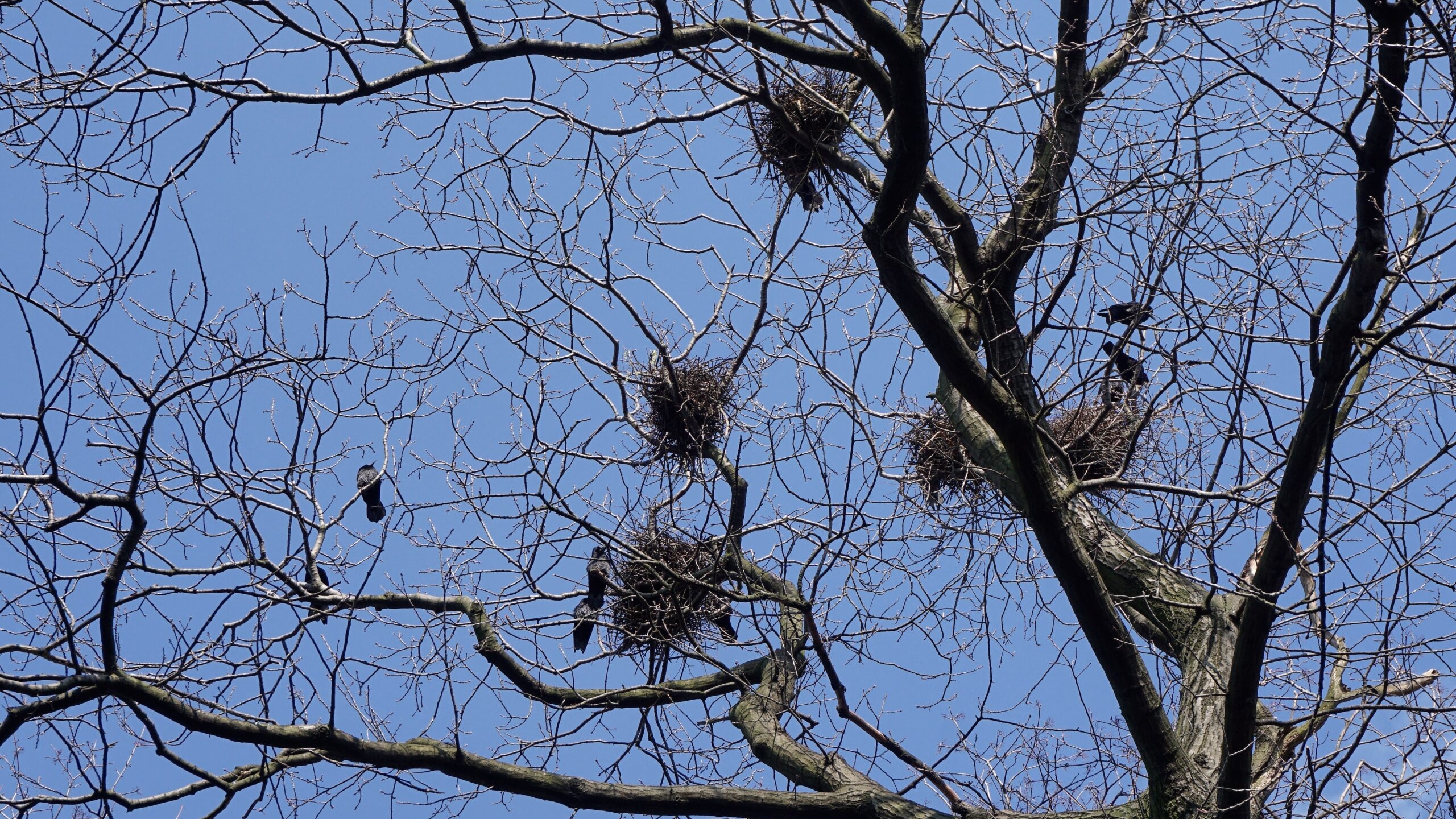 Прилетели вместе с весной: биолог рассказал, какие птицы вернулись с зимовки в Петербург