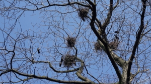 Прилетели вместе с весной: биолог рассказал, какие птицы вернулись с зимовки в Петербург