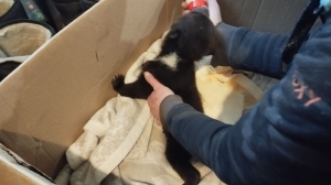 В Ленобласти центр «Велес» обнаружил у двери коробку с двухмесячным медвежонком