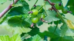 Причиной поджога жены оказался неспелый крыжовник: петербуржцу дали три года