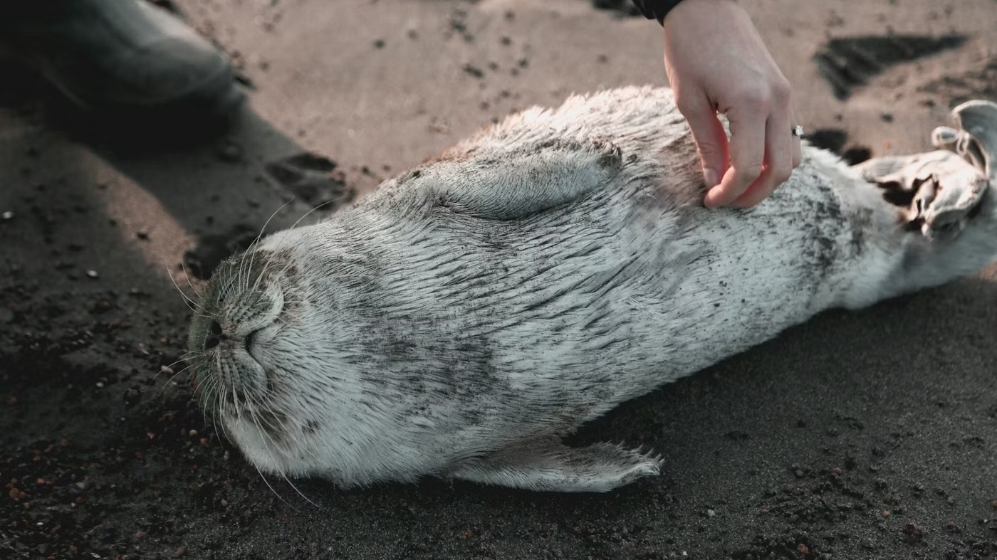 Меховые штанишки нашли дом: тюлененок теперь живет с петербургскими волонтерами