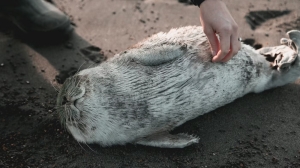 Меховые штанишки нашли дом: тюлененок теперь живет с петербургскими волонтерами