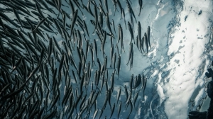 Селедка сама «пришла» к берегу. Сахалинцы радуются щедрому улову