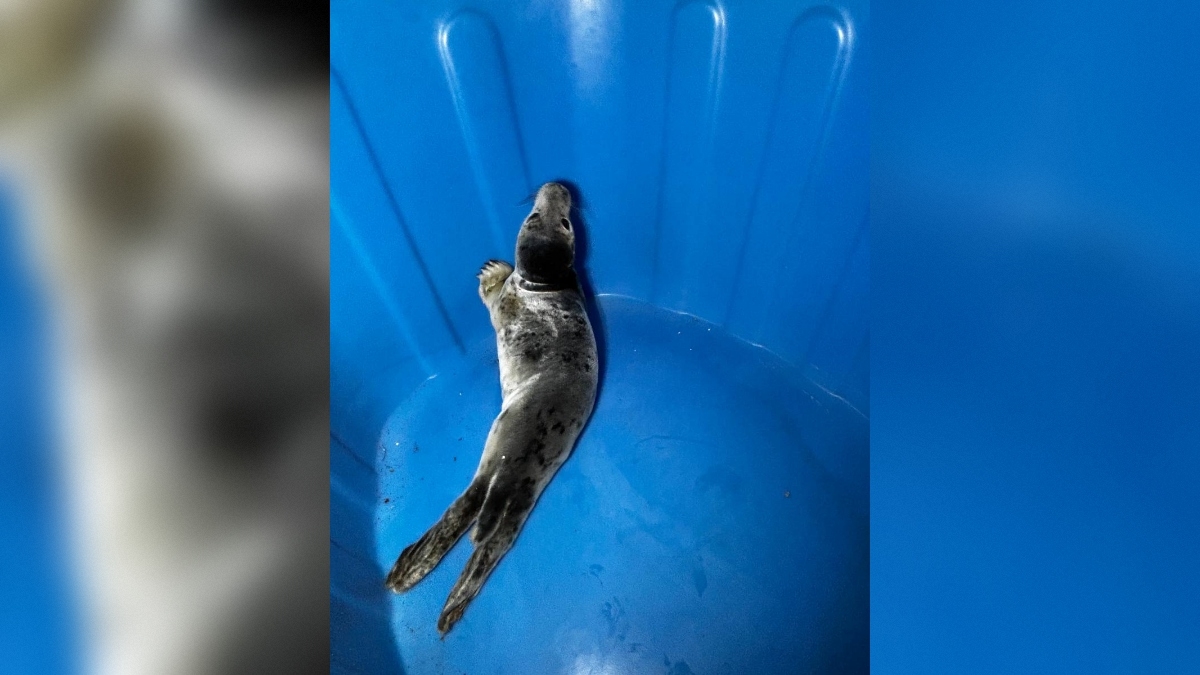 Пасхальное спасение ластоногого произошло на берегу Финского залива