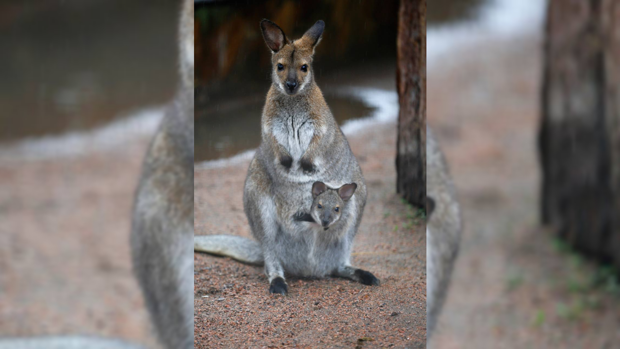 Четыре полугодовалых кенгуренка выглянули из маминых сумок в Ленинградском зоопарке