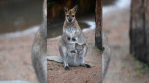 Четыре полугодовалых кенгуренка выглянули из маминых сумок в Ленинградском зоопарке