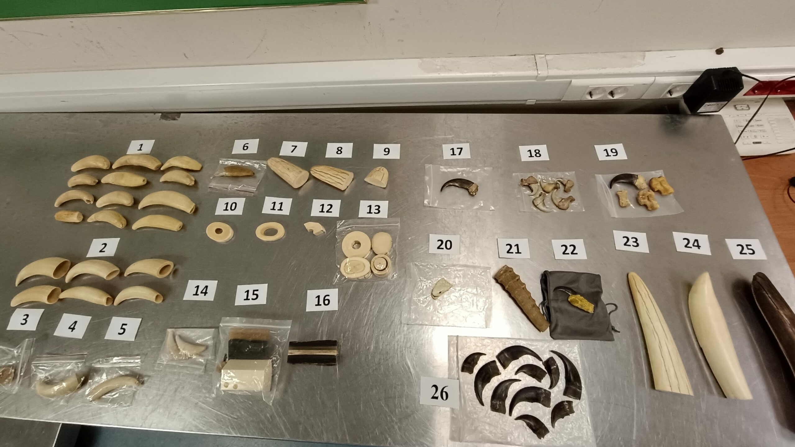 Не чемодан, а мини-музей. Иностранец хотел привезти из Петербурга клыки, когти и высушенную голову змеи в Китай