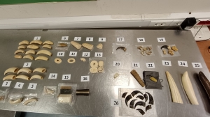 Не чемодан, а мини-музей. Иностранец хотел привезти из Петербурга клыки, когти и высушенную голову змеи в Китай