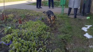 Под Петербургом из горящей квартиры вынесли собаку