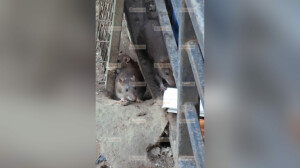 Петербургские крысы выкапывают ямы и строят туннели под городом