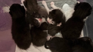 Петербуржцы нашли шесть голодных котят среди незаконных построек на улице Коммуны