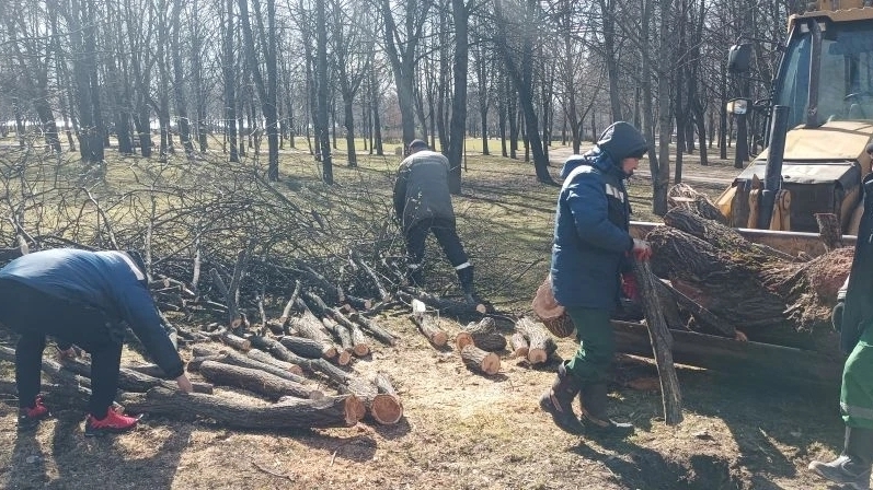 Непогода повалила больше 50 деревьев в Петербурге