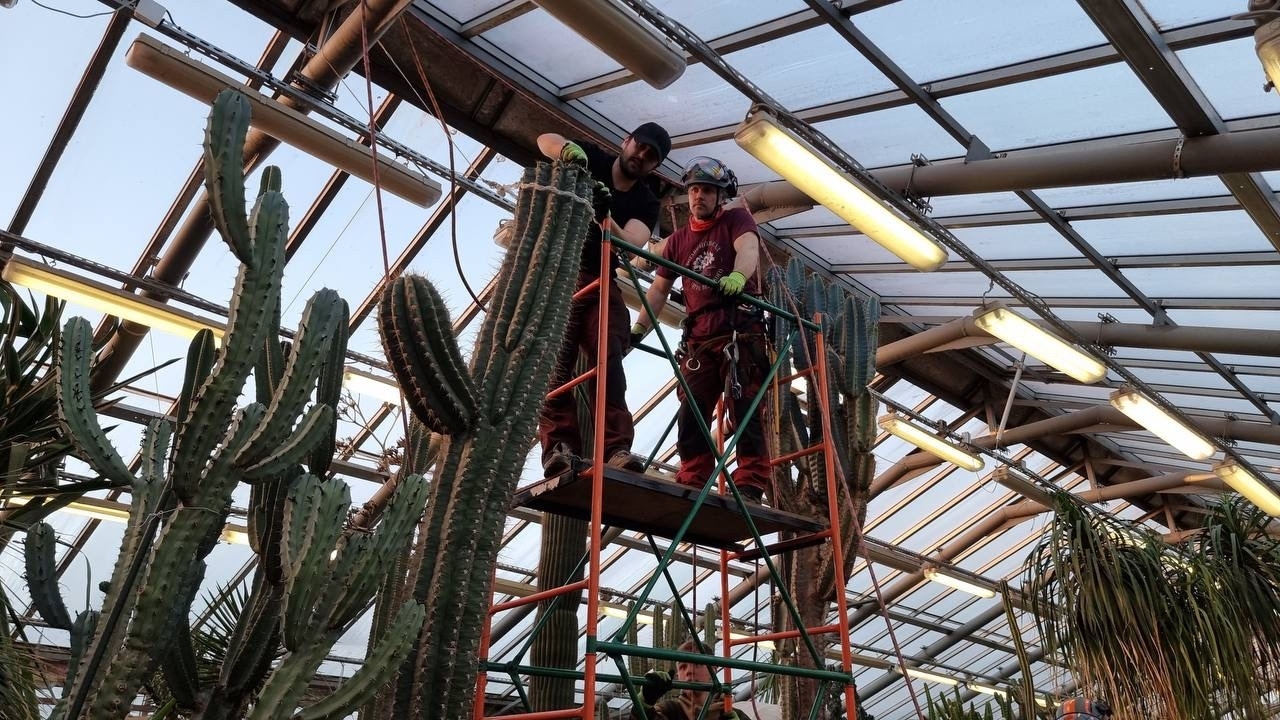 Макушку кактуса-гиганта, пережившего блокаду, обрезали в ботаническом саду Петербурга