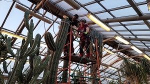 Макушку кактуса-гиганта, пережившего блокаду, обрезали в ботаническом саду Петербурга