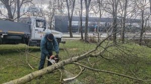 В Петербурге после сильного ветра убирают упавшие деревья в скверах и на дорогах
