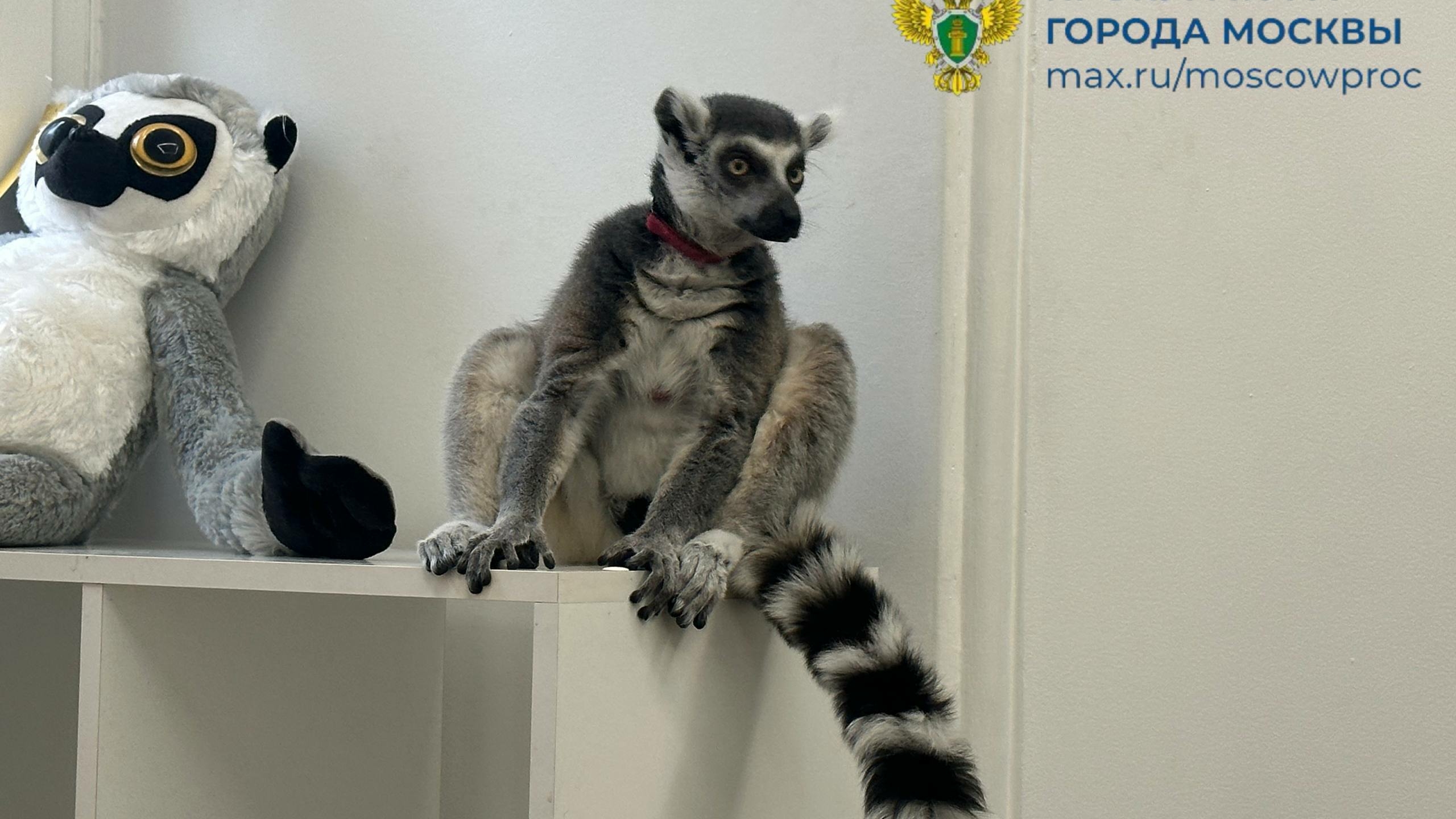 Лемура-психолога Васю спасли от рабского труда на Чистых прудах