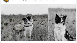 Поисковых собак отряда «ЛизаАлерт» застрелили во время тренировки в лесополосе