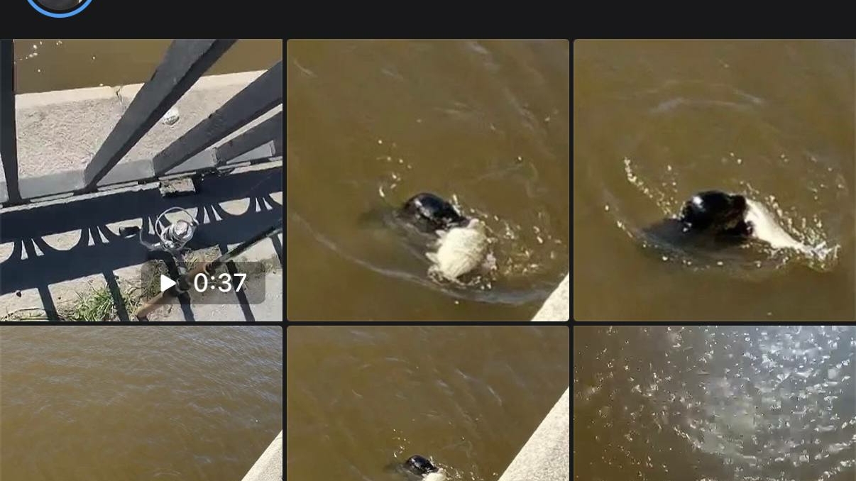 Серый тюлененок устроил битву со здоровой рыбой в Обводном канале — кто победил?