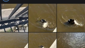 Серый тюлененок устроил битву со здоровой рыбой в Обводном канале — кто победил?