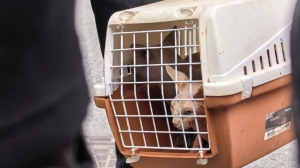 В тесноте, зато живые: Ушастика и Еву спасли из горящего исторического дома Блокка