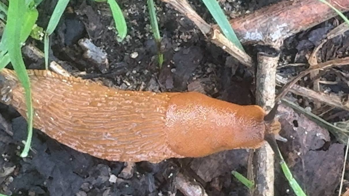 В Ленобласти заметили ползучую тварь, которую опасно трогать руками