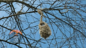 Лохматую варежку заметили на дереве в Петербурге — биолог раскрыл происхождение предмета