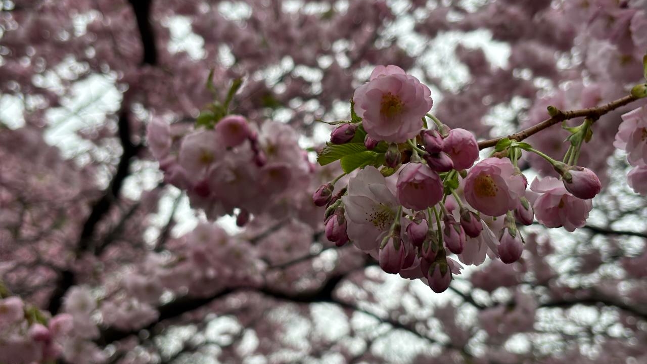 Поиграть в «Монополию» и посмотреть на сакуру: куда сходить бесплатно в Петербурге 25 и 26 апреля