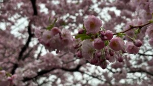 Поиграть в «Монополию» и посмотреть на сакуру: куда сходить бесплатно в Петербурге 25 и 26 апреля