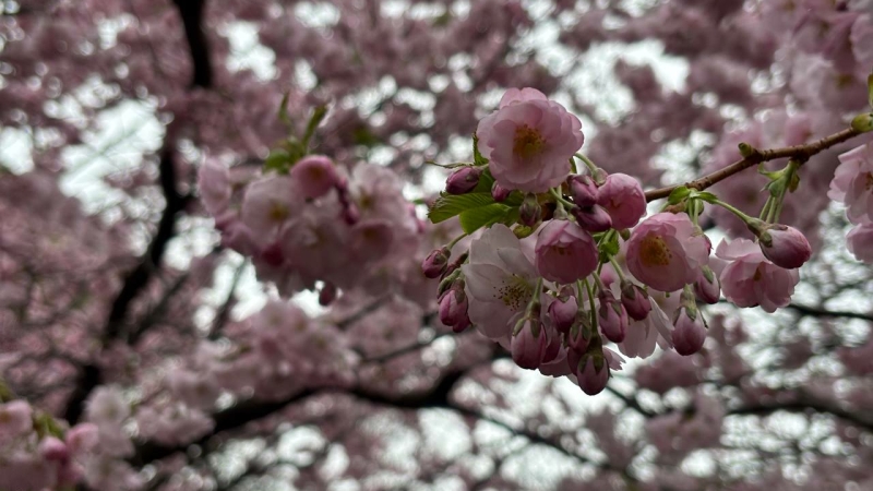 Поиграть в «Монополию» и посмотреть на сакуру: куда сходить бесплатно в Петербурге 25 и 26 апреля