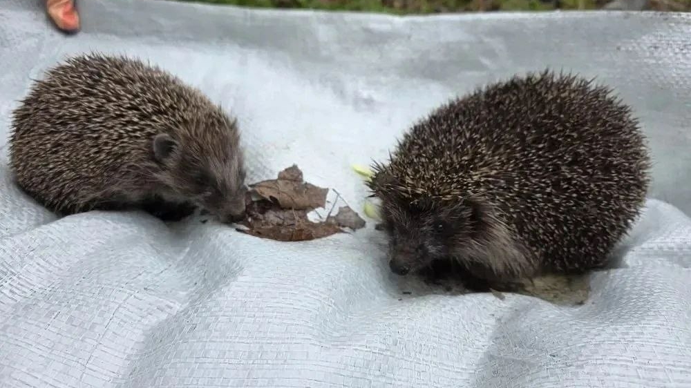 Субботник в Гатчине превратился в спасательную операцию ежиков