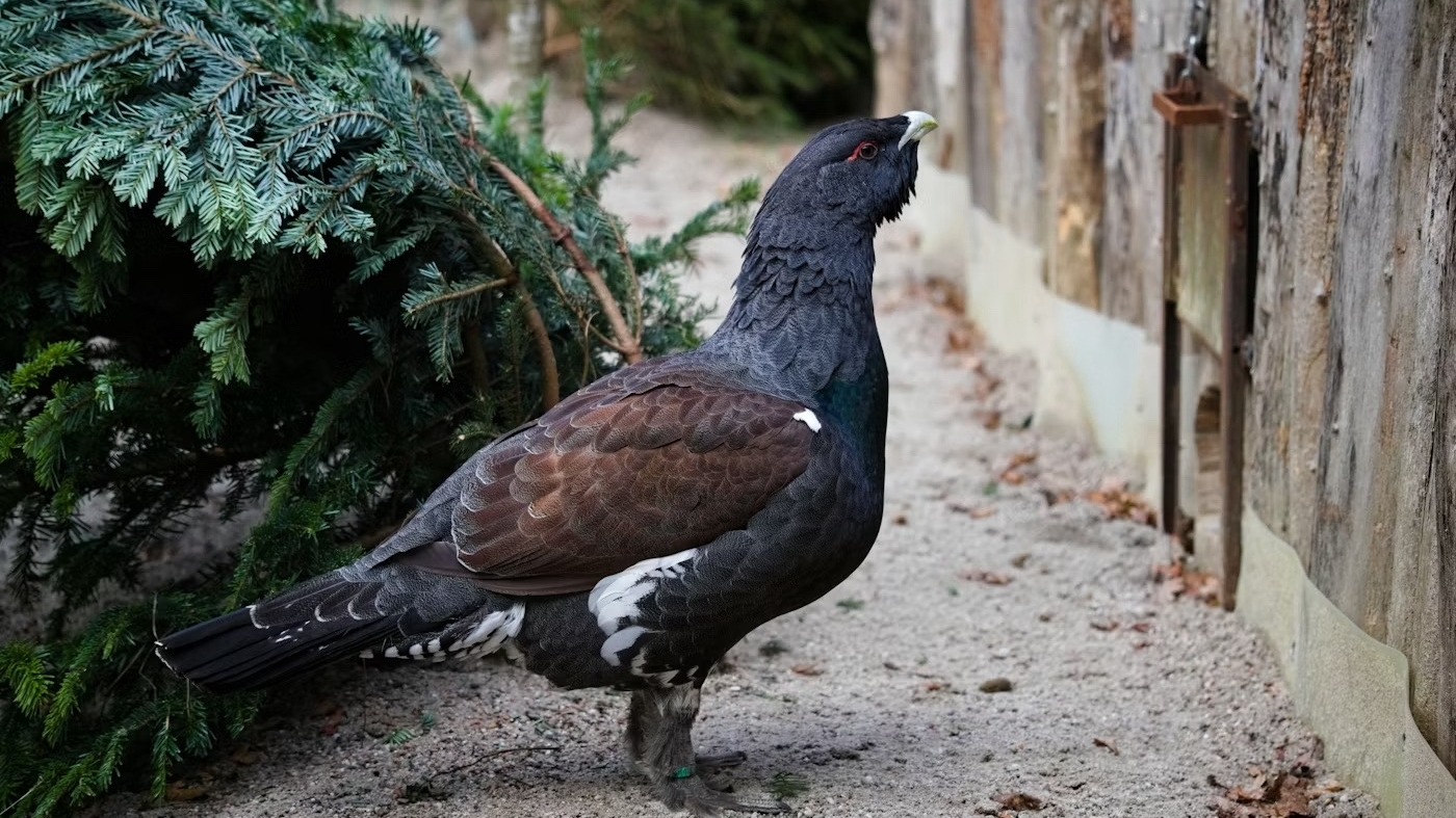 В Ленобласти глухари «бьются» за любовь и красуются перед самками своими хвостами