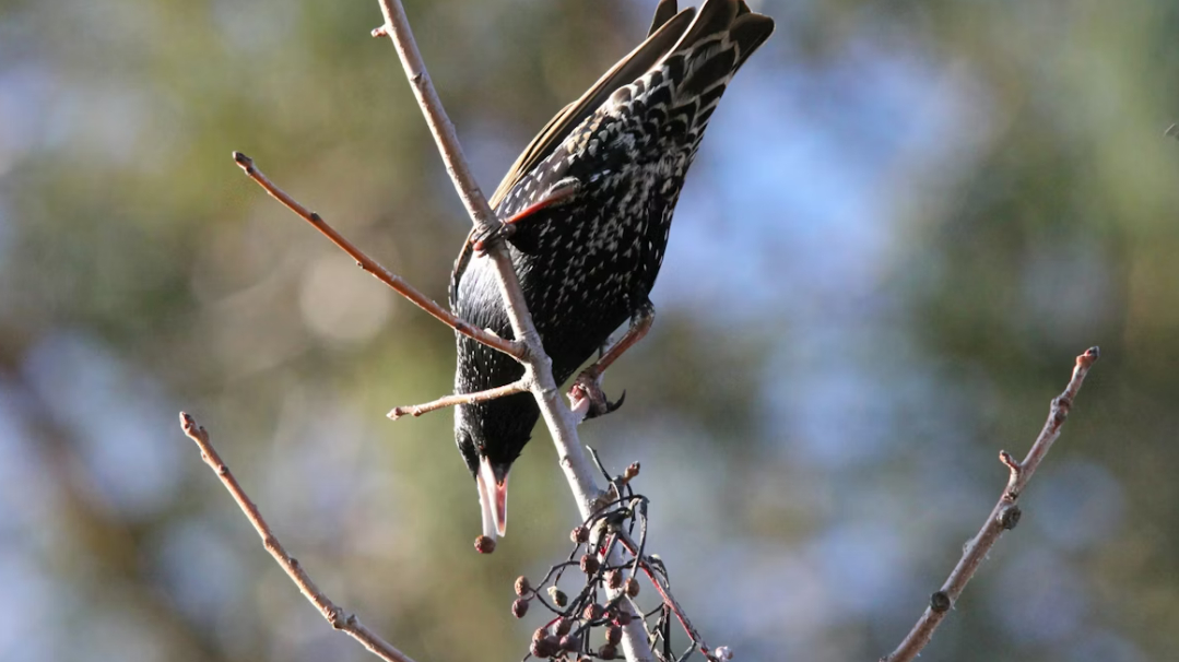 Жителям Ленобласти пора сооружать домики для прилетевших скворцов