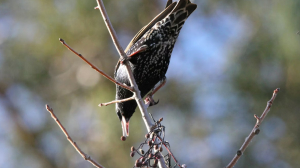 Жителям Ленобласти пора сооружать домики для прилетевших скворцов