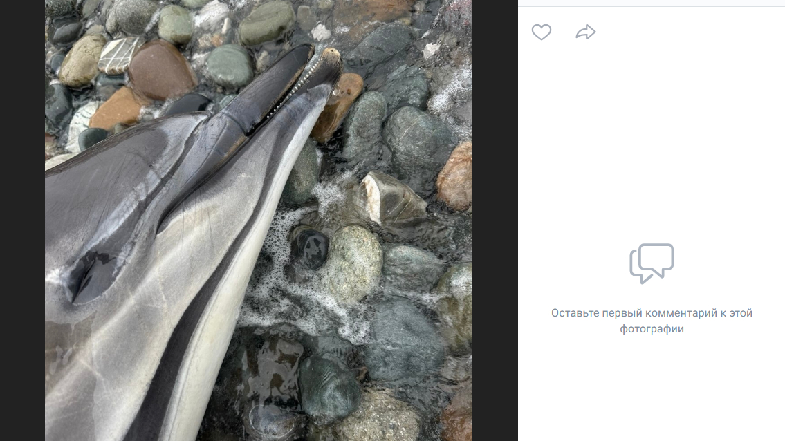 Дельфины гибнут в Черном море: причина — рыболовные сети