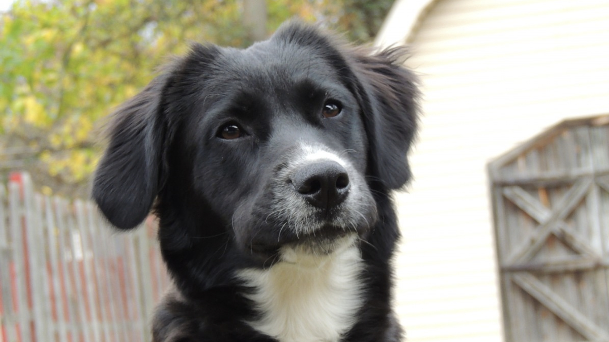 Поисковых собак отряда «ЛизаАлерт» застрелили во время тренировки в Ленобласти