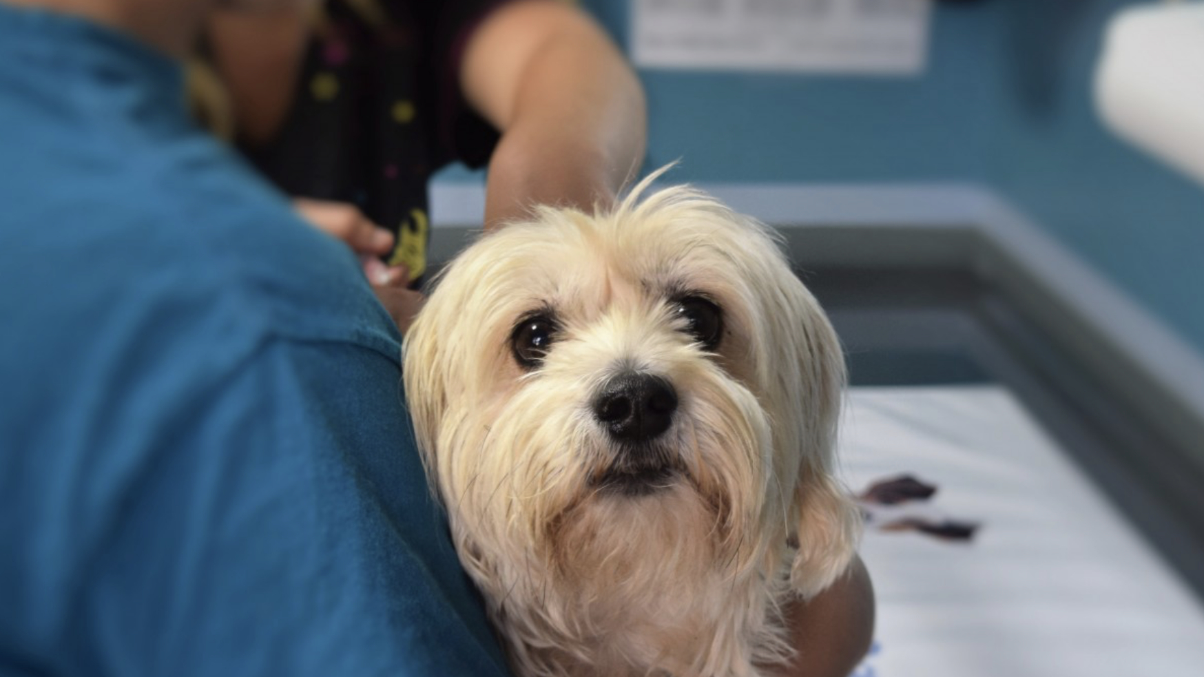 Ветврач Петербурга называл себя мошенником, но суд признал его взяточником