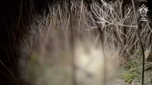 Убийца пропавшей на Кубани 11-летней девочки показал, как задушил ребенка: видео