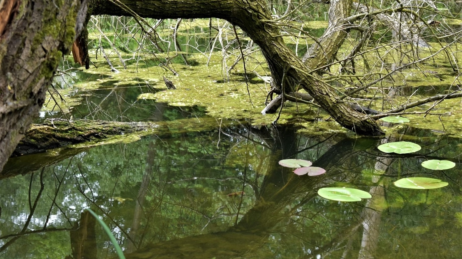 Петербуржцы обнаружили «однобокие кисти» возле болот